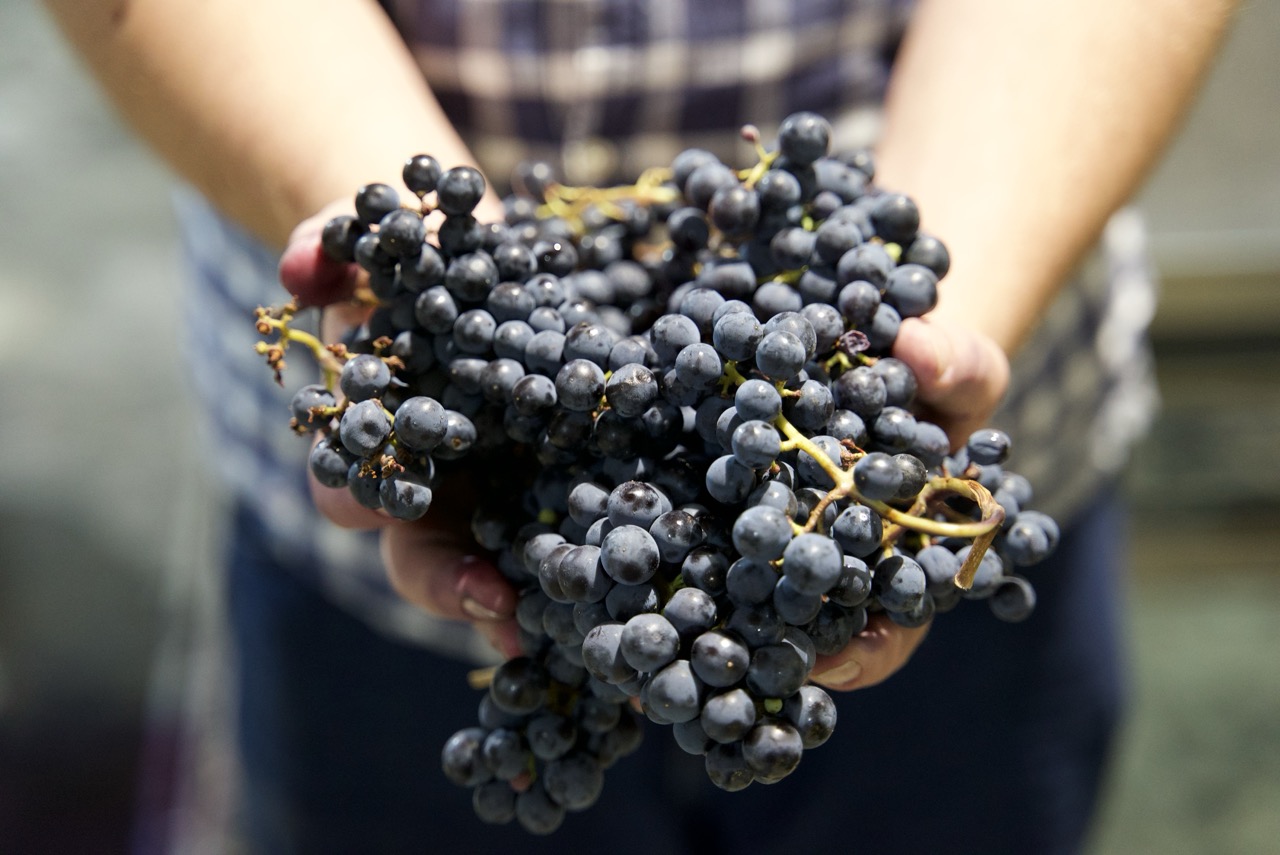 Bild zu Weinlese 2025